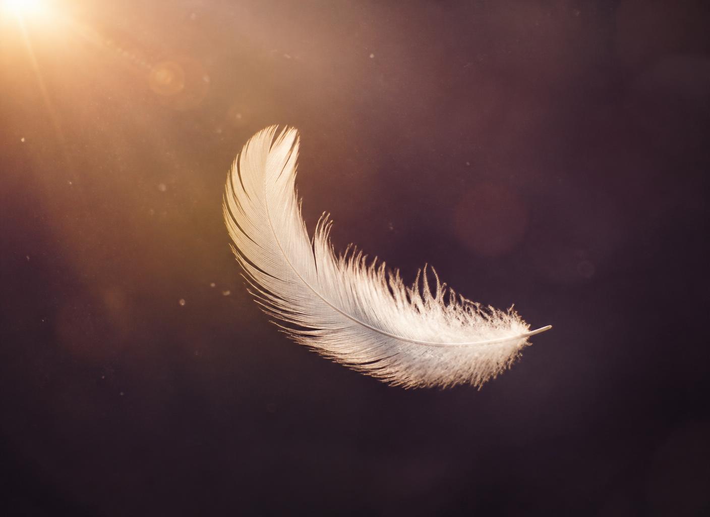 A single white feather floating in warm golden light